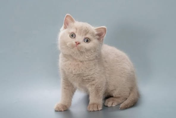 British Shorthair