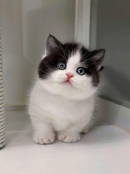 Munchkin