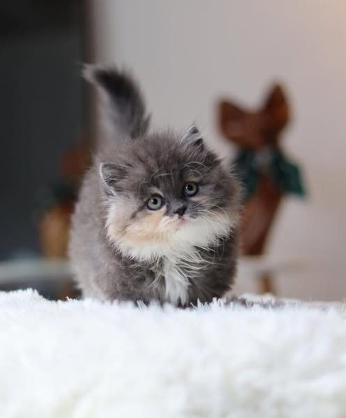 Munchkin Longhair