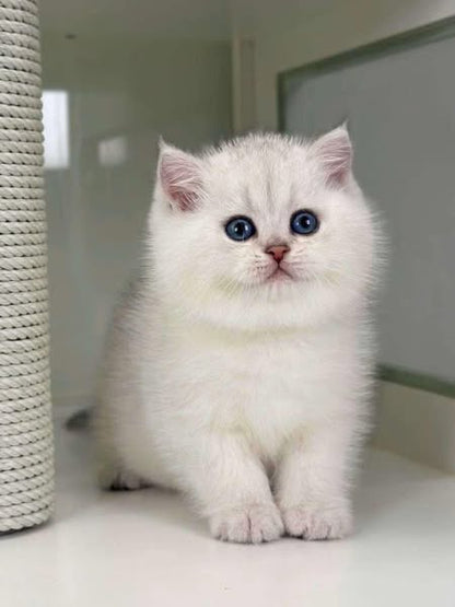British Shorthair
