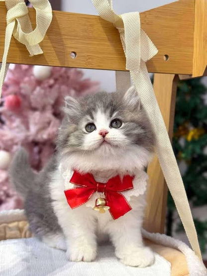 British Longhair
