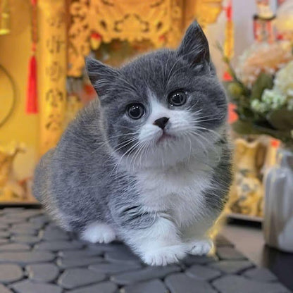 Munchkin