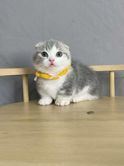 Munchkin Fold