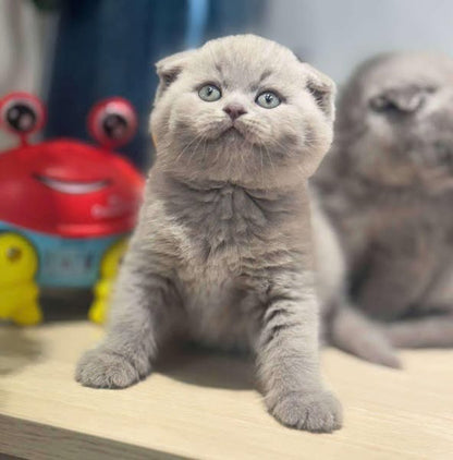 Scottish Fold