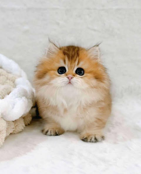 Munchkin Longhair