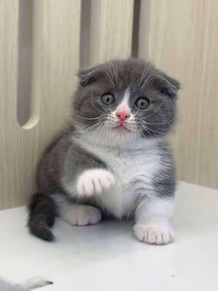 Munchkin Fold