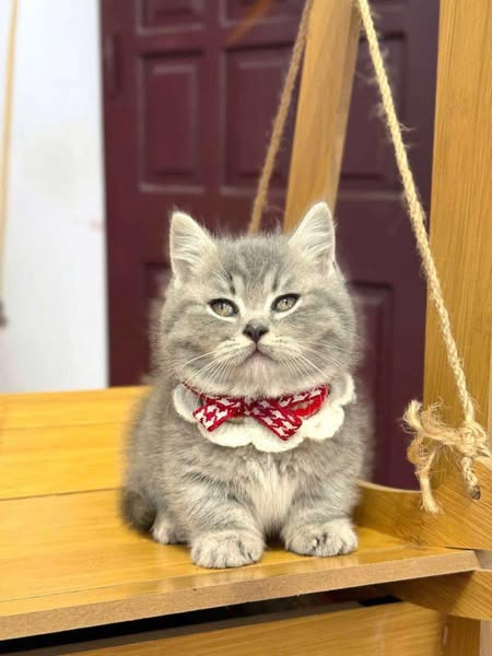 Munchkin