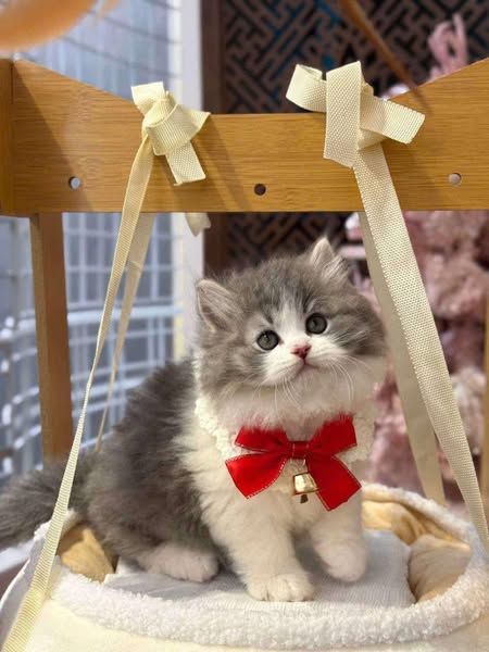 British Longhair