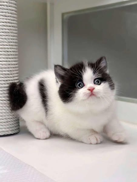 Munchkin