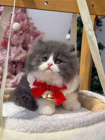 British Longhair