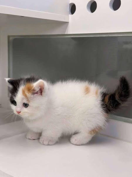Munchkin