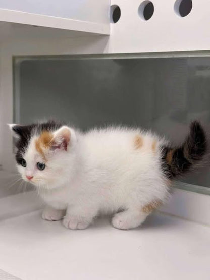 Munchkin
