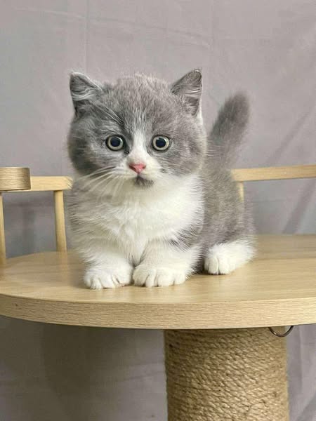 Munchkin