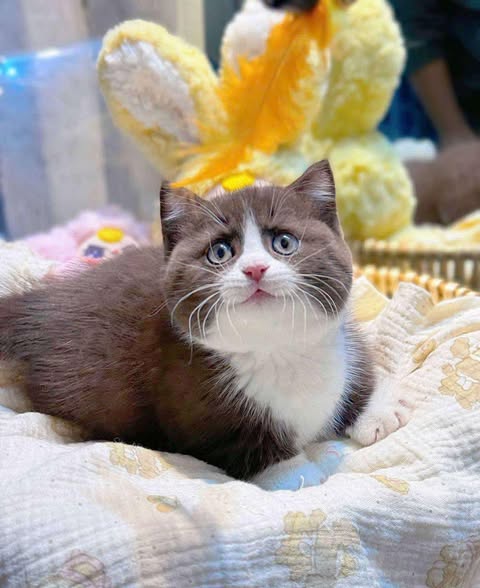 Munchkin