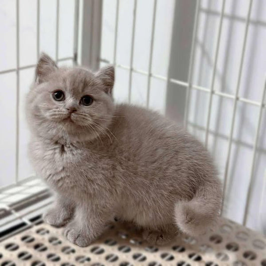 British Shorthair
