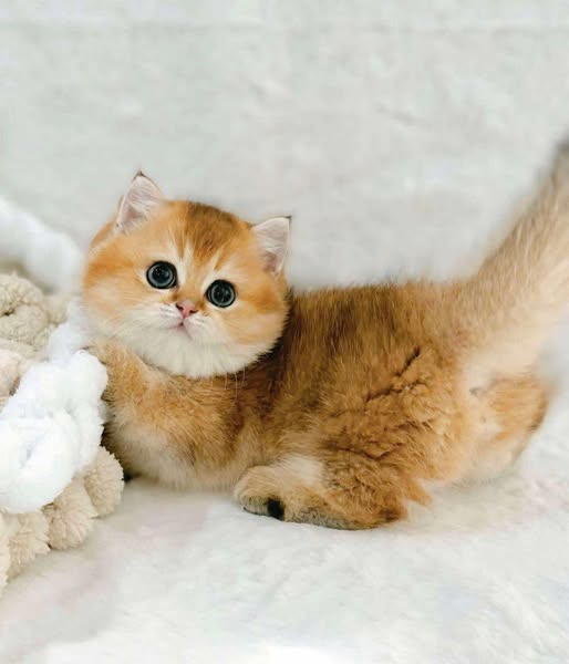 Munchkin