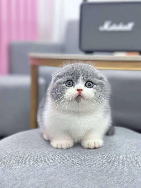 Munchkin Fold