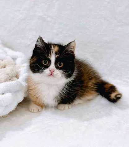 Munchkin