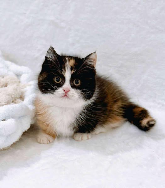 Munchkin