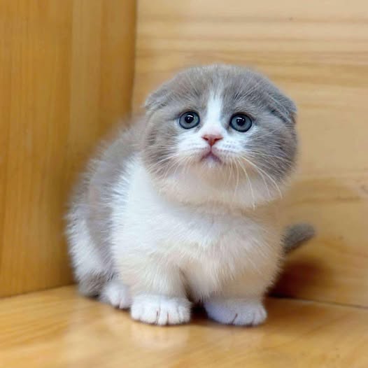 Munchkin Fold
