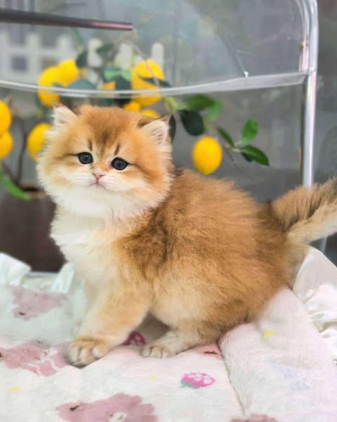 British Longhair