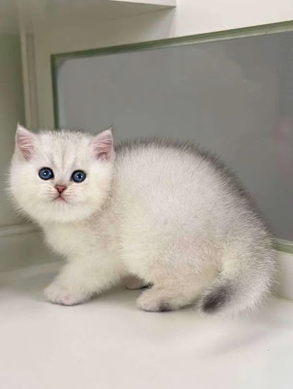 British Shorthair