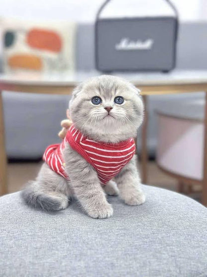 Scottish Fold