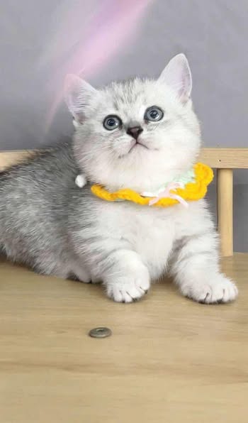 Munchkin