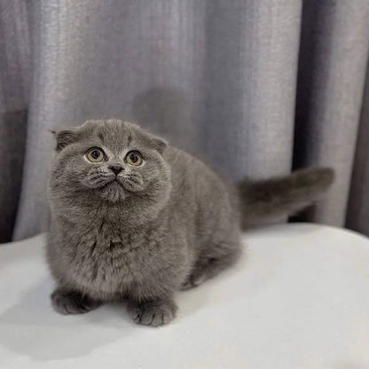Munchkin Fold