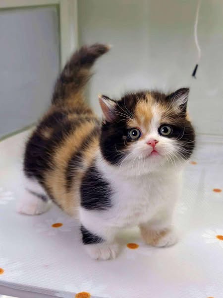 Munchkin