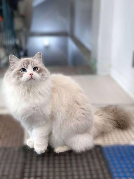 Ragdoll