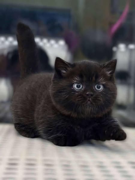 Munchkin