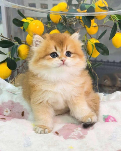British Longhair