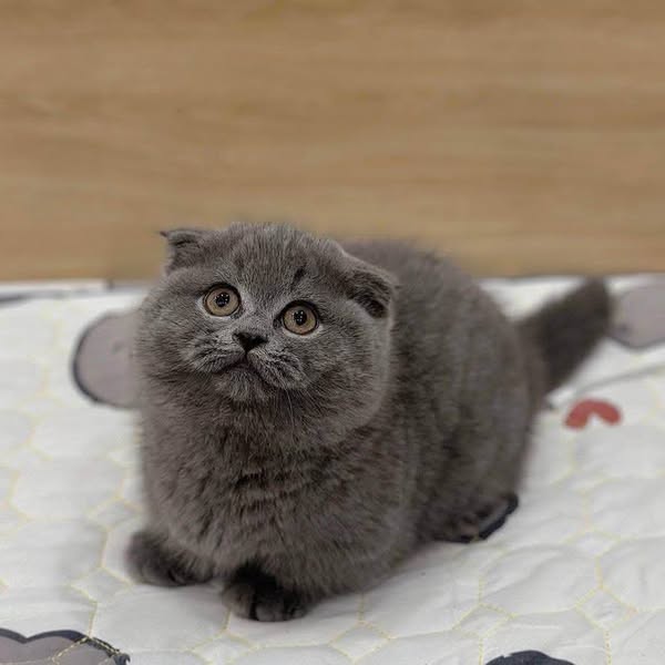 Munchkin Fold