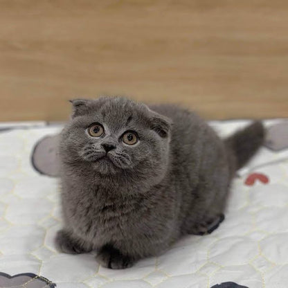 Munchkin Fold