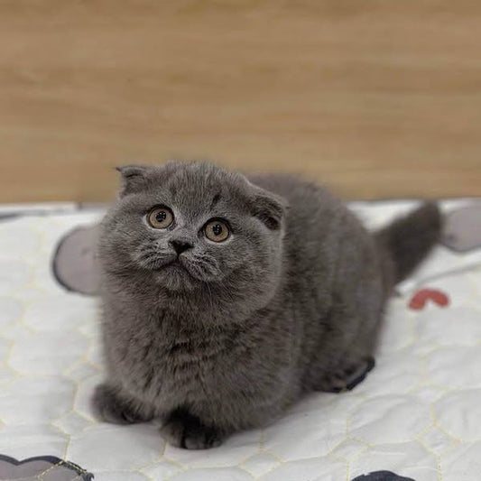 Munchkin Fold