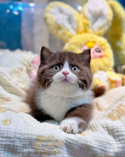 Munchkin