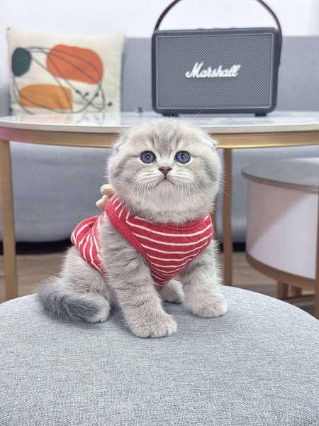 Scottish Fold
