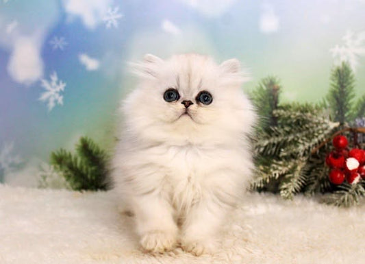 British Longhair