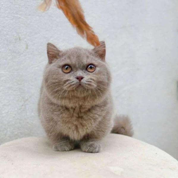 Munchkin