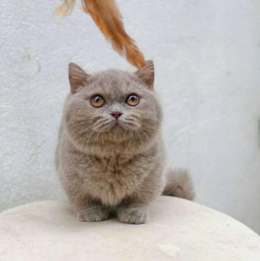 Munchkin