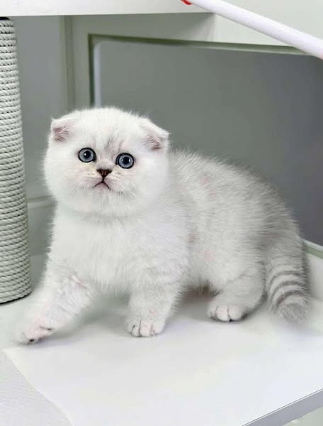 Scottish Fold