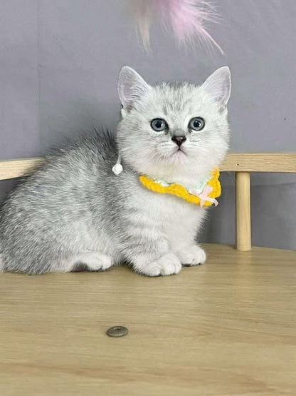 Munchkin