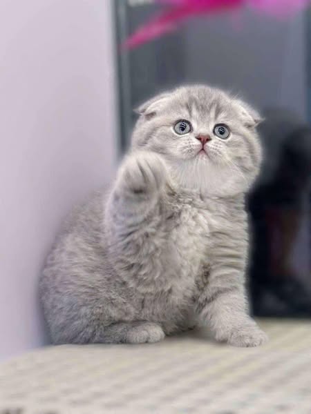 Scottish Fold