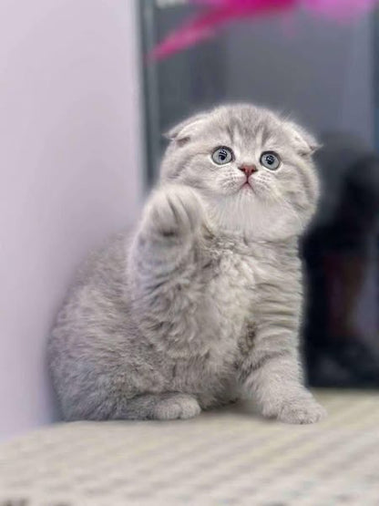 Scottish Fold