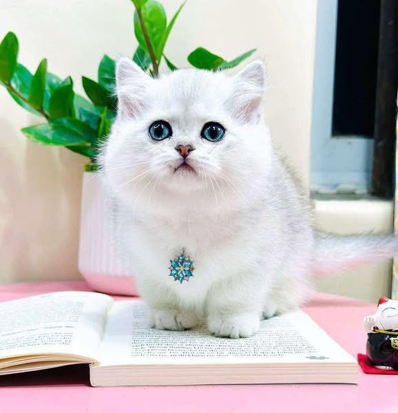 Munchkin