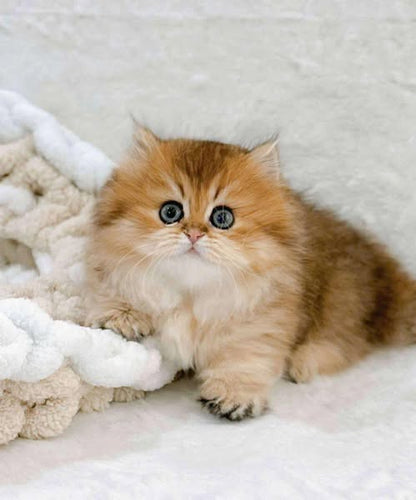 Munchkin Longhair