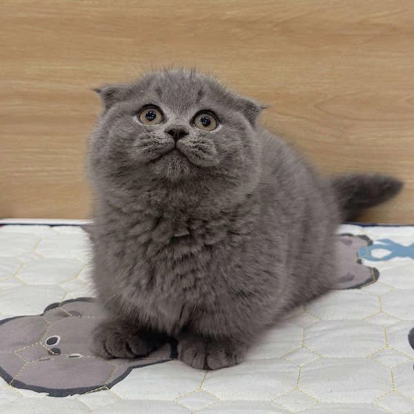 Munchkin Fold