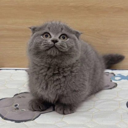 Munchkin Fold