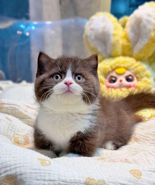 Munchkin